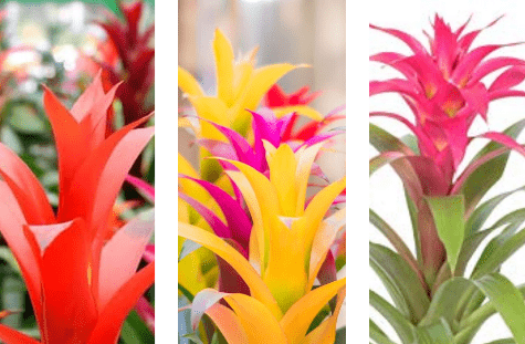 How to grow indoor plant Guzmania in America