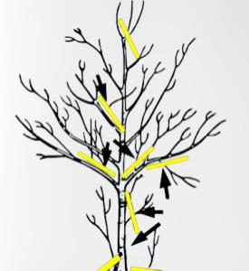 How to prune ornamental plant varieties?
