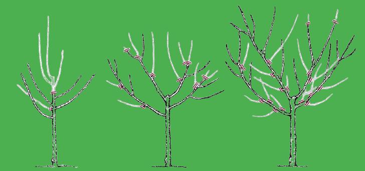 How to prune the ends of plant branches?