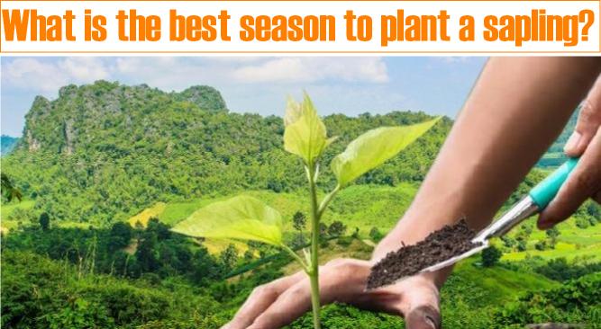What is the best season to plant a sapling?