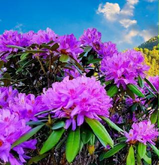 Where do rhododendrons grow in the US?