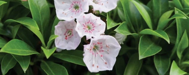 Are Turkish bay leaves the same as regular bay leaves