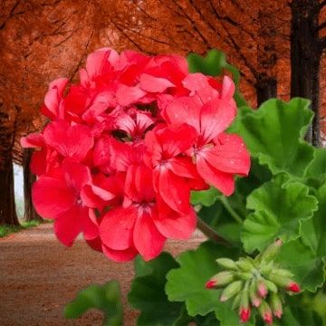 Are geraniums native to America Does geranium grow in US
