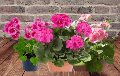 Can geraniums grow in America