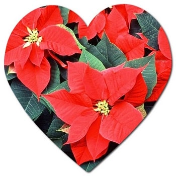 Can the Christmas flower grow in America?