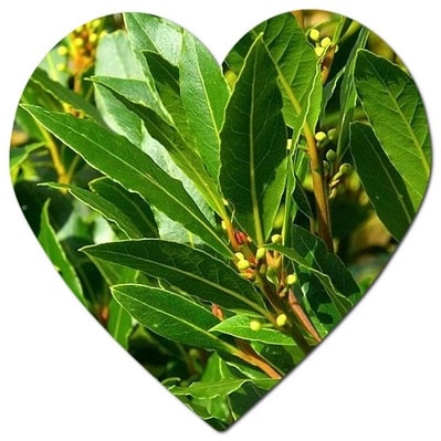 Can the Laurel Tree Grow in Washington State