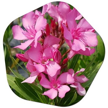 Chandler flowers, Chandler trees, Chandler plant species, Chandler what grows in Chandler, Chandler tree species, Chandler a to z plants, what grows best in Chandler,