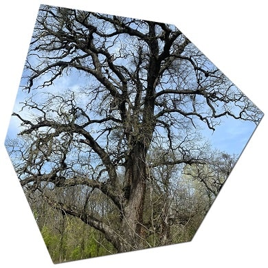 Do I need a permit for tree pruning in Bellevue 