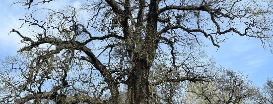 Do I need a permit for tree pruning in Olympia