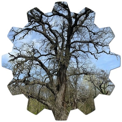 Do you need a permit to cut down a tree in Tacoma