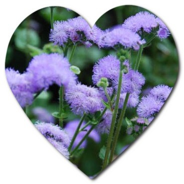 Does the Ageratum flower grow in America Is Ageratum native to the USA