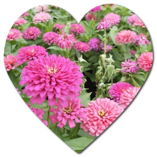 Does the Zinnia elegans flower grow in America
