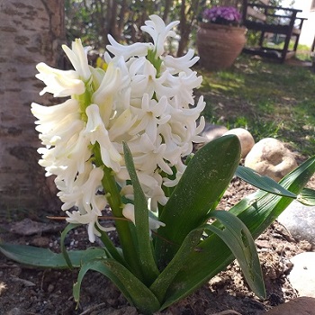 How are flowers produced in America