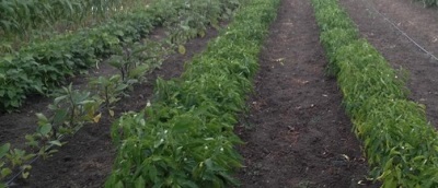 How can flowers be propagated in America