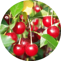 How do you prune a cherry tree in Washington state? 