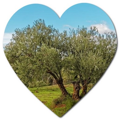 How do you prune olive trees in Italy