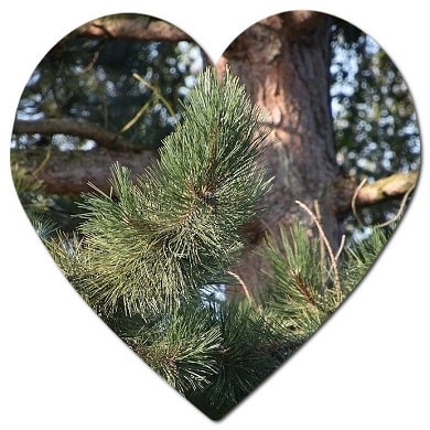 Is Pinus nigra native to UK