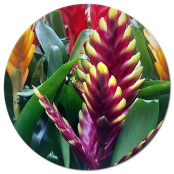 Is Vriesea splendens a good pot flower in America