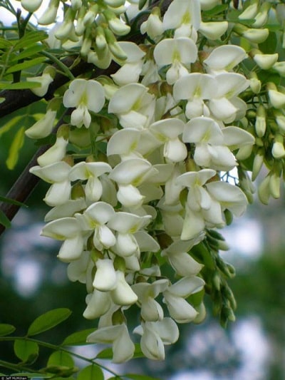 Is the Robinia pseudoacacia tree native to North America
