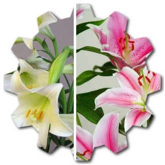 Names of the most popular cut flowers in America