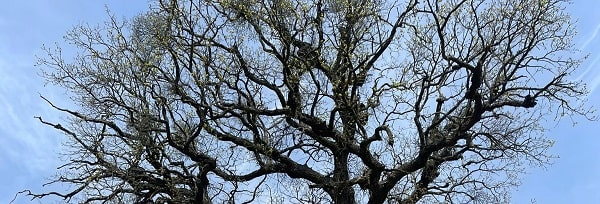 Seattle tree pruning permit