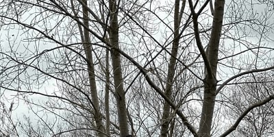 Spokane tree removal permit, Pruning prices in Spokane