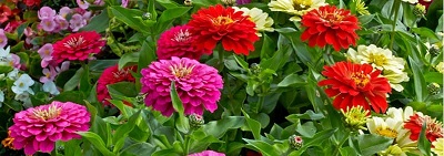 WHAT ARE THE CHARACTERISTICS OF THE ZINNIA FLOWER IN AMERICA