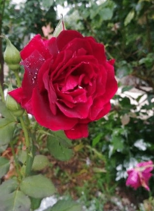 What does disease look like on roses