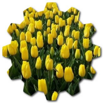 What flowers are famous in Netherlands