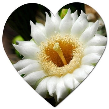 What flowers are native to Tucson