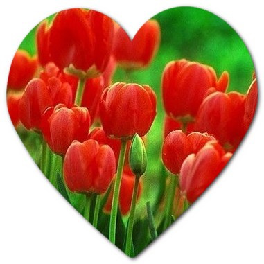 What flowers grow in Tucson Tucson flower names 