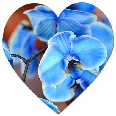 What is the most popular blue flower?
What plant has bright blue flowers?
