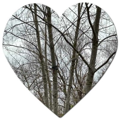 What is the best month to cut down trees in Vancouver
