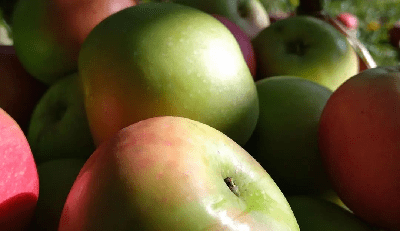 What is the famous fruit of Istanbul