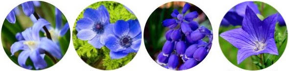 What is the most beautiful blue flowers