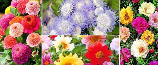 What is the most hardy annual flower