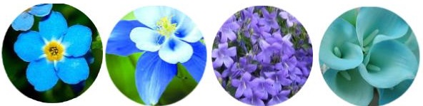 What is the most popular blue flower