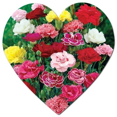 What is the most popular cut flower in America