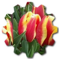 What is the most popular flower in the Netherlands 