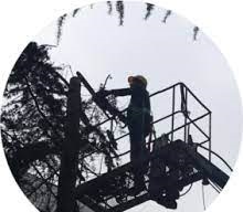 What is the right way to prune a palm tree in Arkansan
