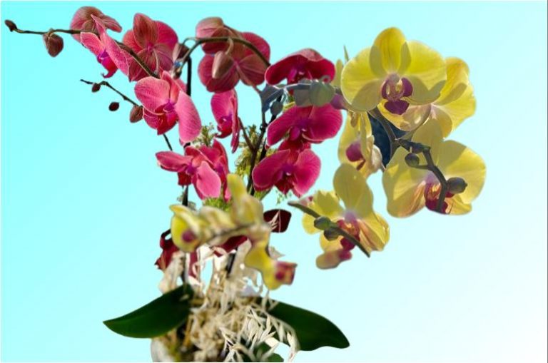 What to do to make the orchid bloom profusely