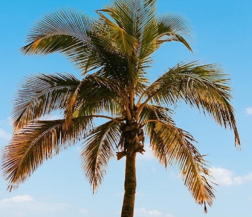 When should palm trees be pruned in Hawaii
