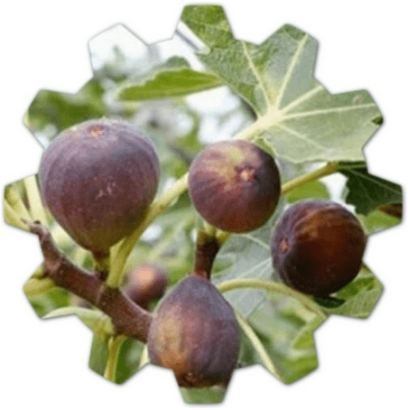 When to prune fig trees in Alabama