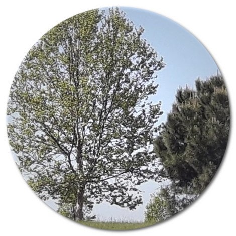 When to prune flowering trees