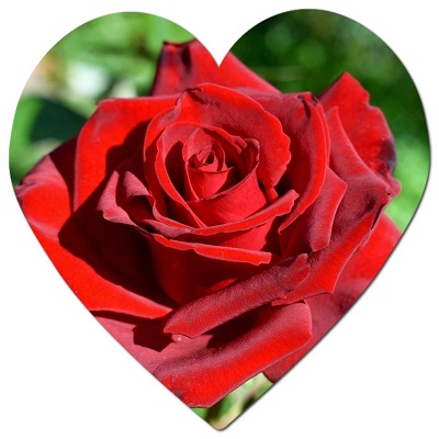 When to prune roses in the UK is that rose pruning should be done at the end of winter and the beginning of spring. 