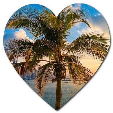 Where are the most palm trees in the US?