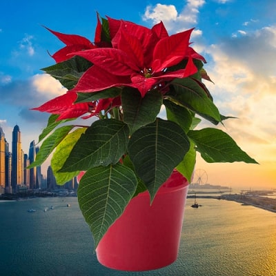 Where can poinsettia grow in America Poinsettia in America 