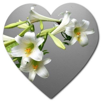 Where does lilium candidum (Lily) grow in the United States