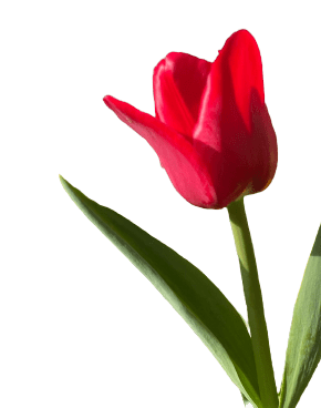 Istanbul's famous tulips