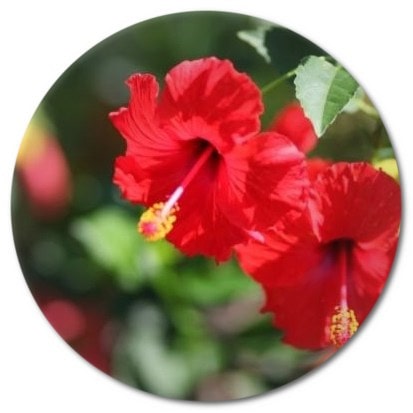 Are there any endemic flower species growing in Cameroon